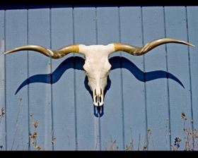 Beautiful Texas Longhorn Skull that is a perfectly polished skull!