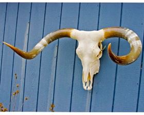 This beautifully polished Texas Longhorn skull is known as North