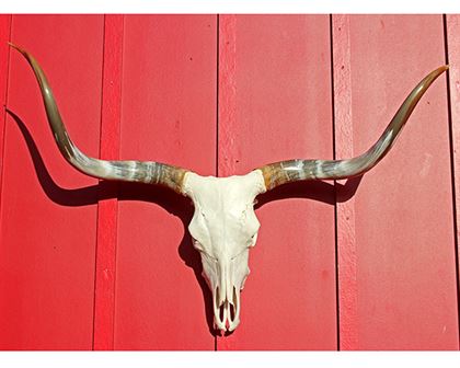 Mounted Longhorns, Steer Horns, Skulls