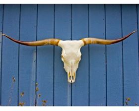 Beautiful Texas Longhorn Skull that is a perfectly polished skull!